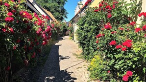 Une ruelle étroite pavée de pierres, bordée de bâtiments des deux côtés, où s’épanouissent de magnifiques roses rouges et une végétation luxuriante.