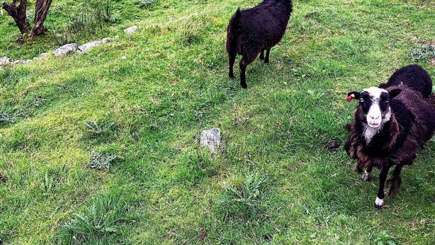 Unclassified image, 1 of 36, button - 8 Person Holiday Home in Torangsvåg (Austevoll)
