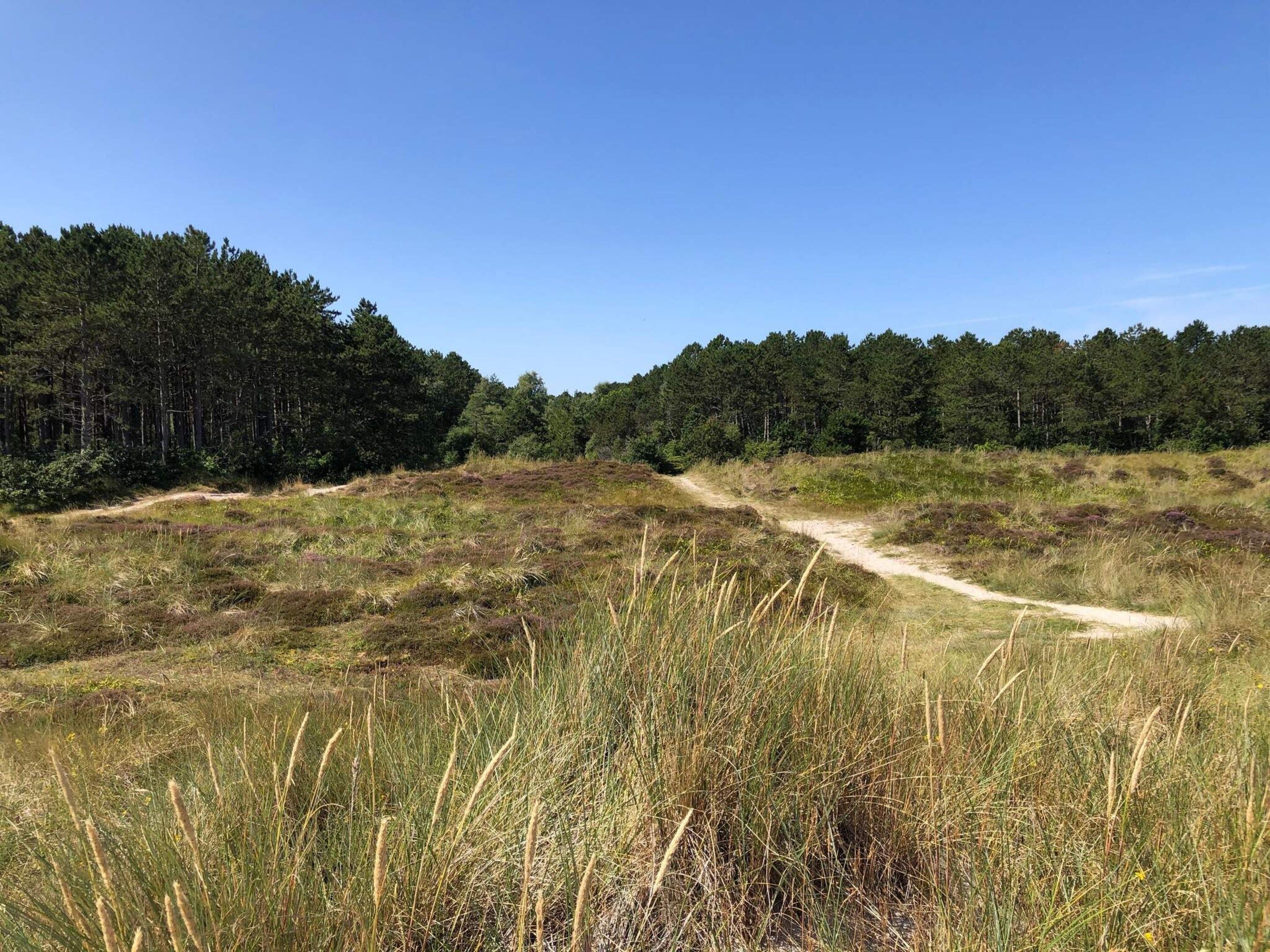 A natural landscape with a dirt path leading through a grassy field towards a dense forest.