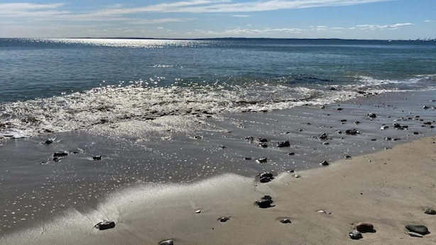 A beach with a clear sky, calm water, and scattered rocks. - 6 Person Holiday Home in Knebel (Knebel)