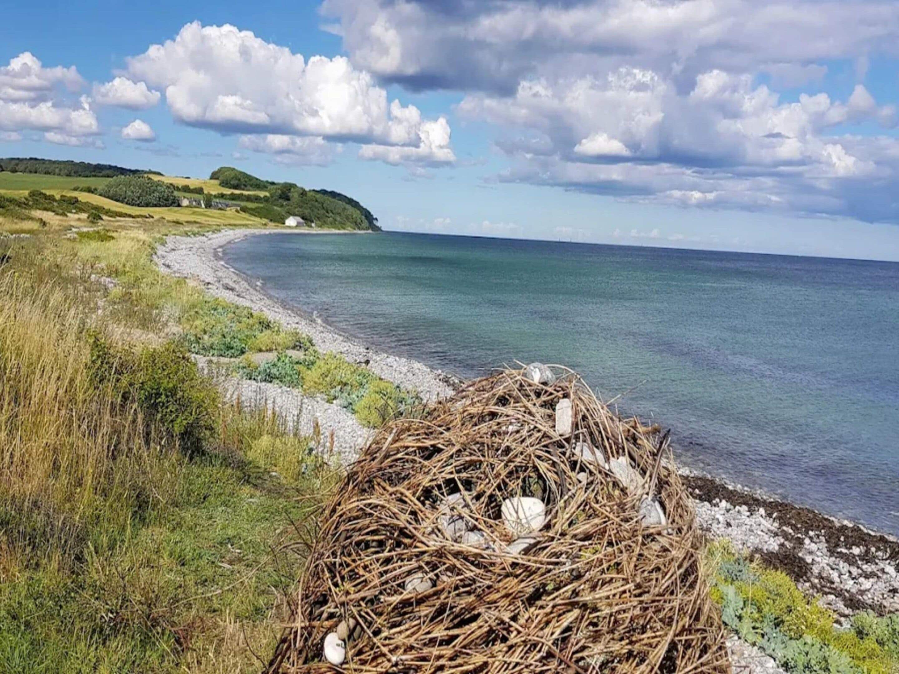 Un paisaje costero con un nido de huevos y una vista despejada del mar.