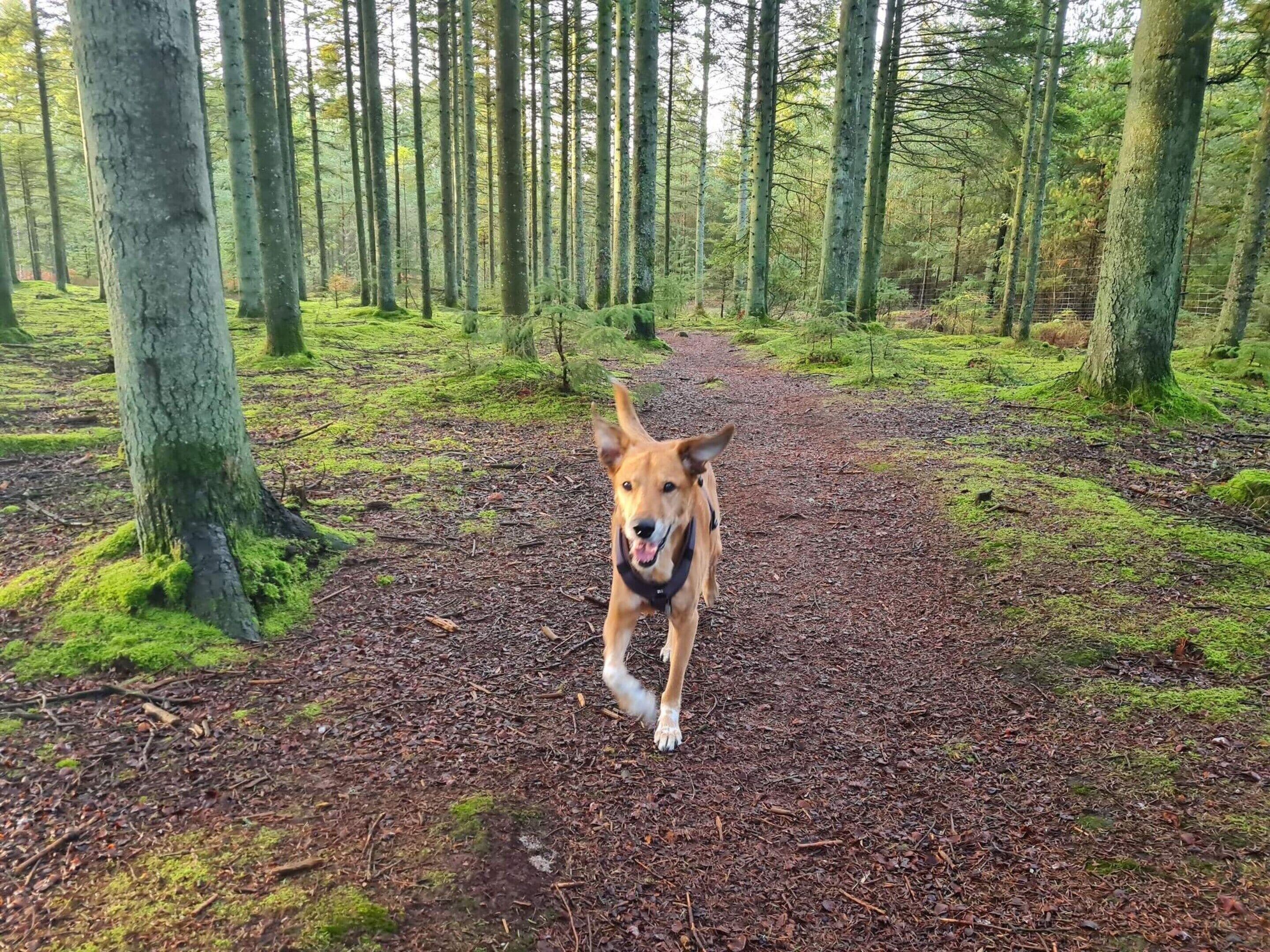 House | Pet-friendly