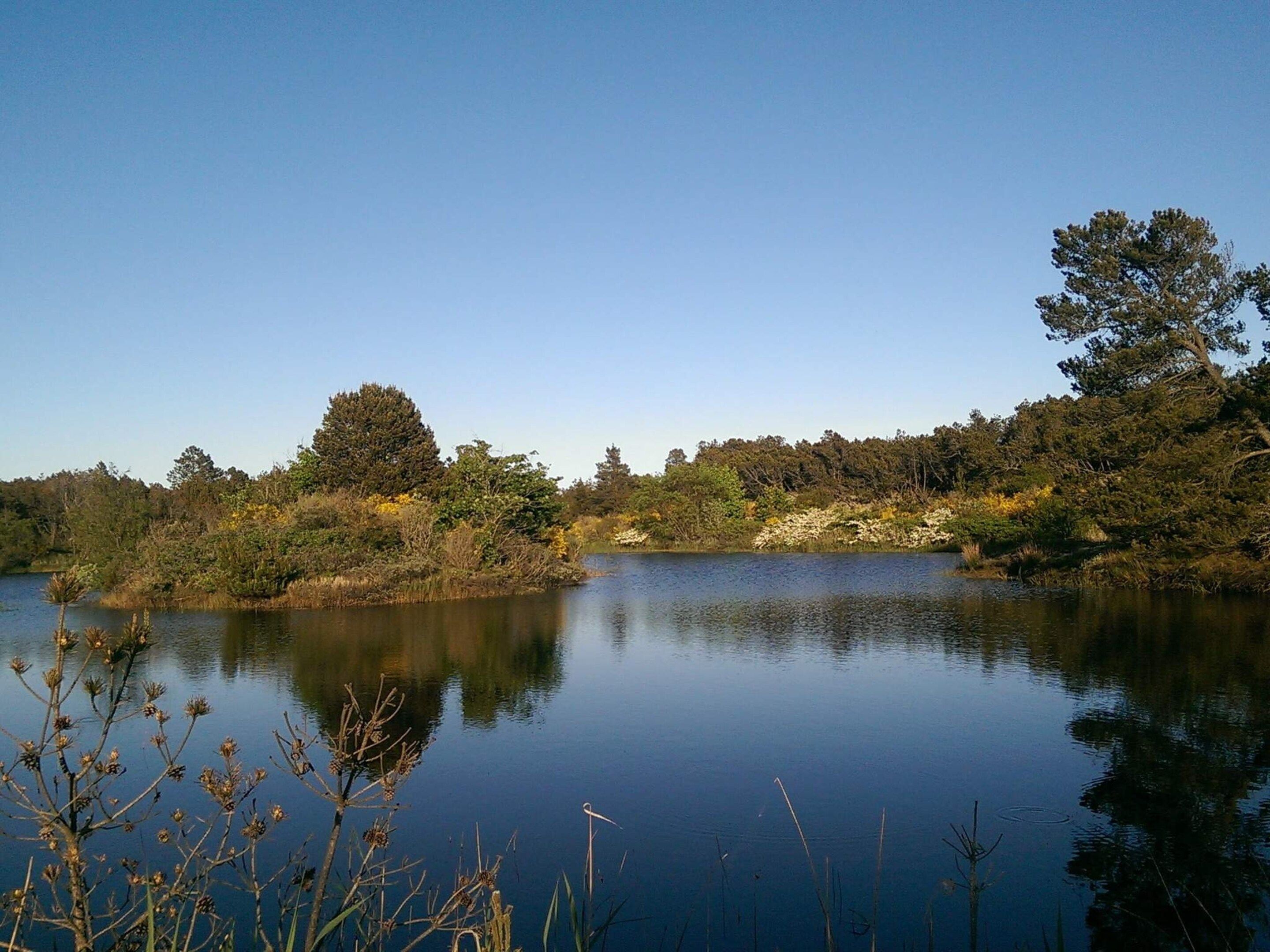 Ein ruhiger See, umgeben von dichtem Wald und Vegetation.