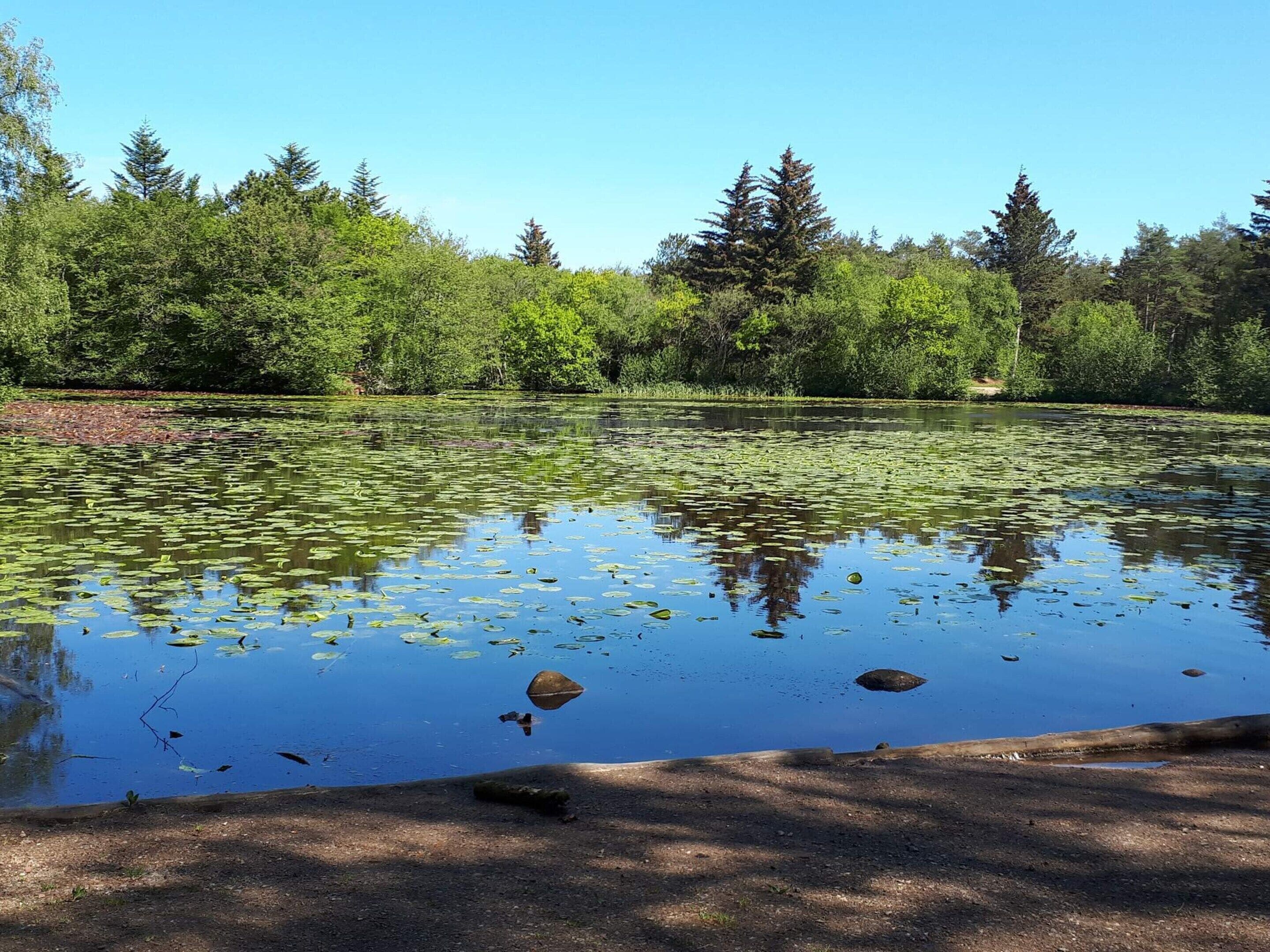 Un étang naturel entouré d’une forêt dense.