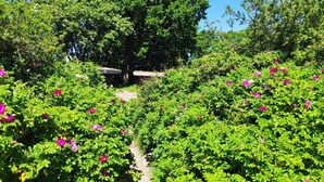 A garden pathway surrounded by lush greenery and vibrant pink flowers.