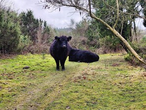 House | Miscellaneous