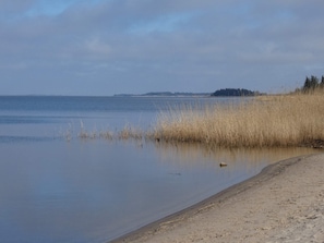 A calm beach with clear water, a sandy shore, and tall grasses.