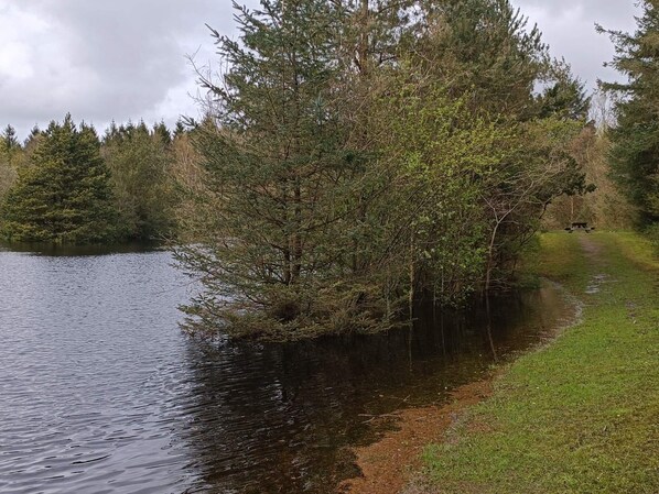 A lakeside path with a picnic table and dense trees.