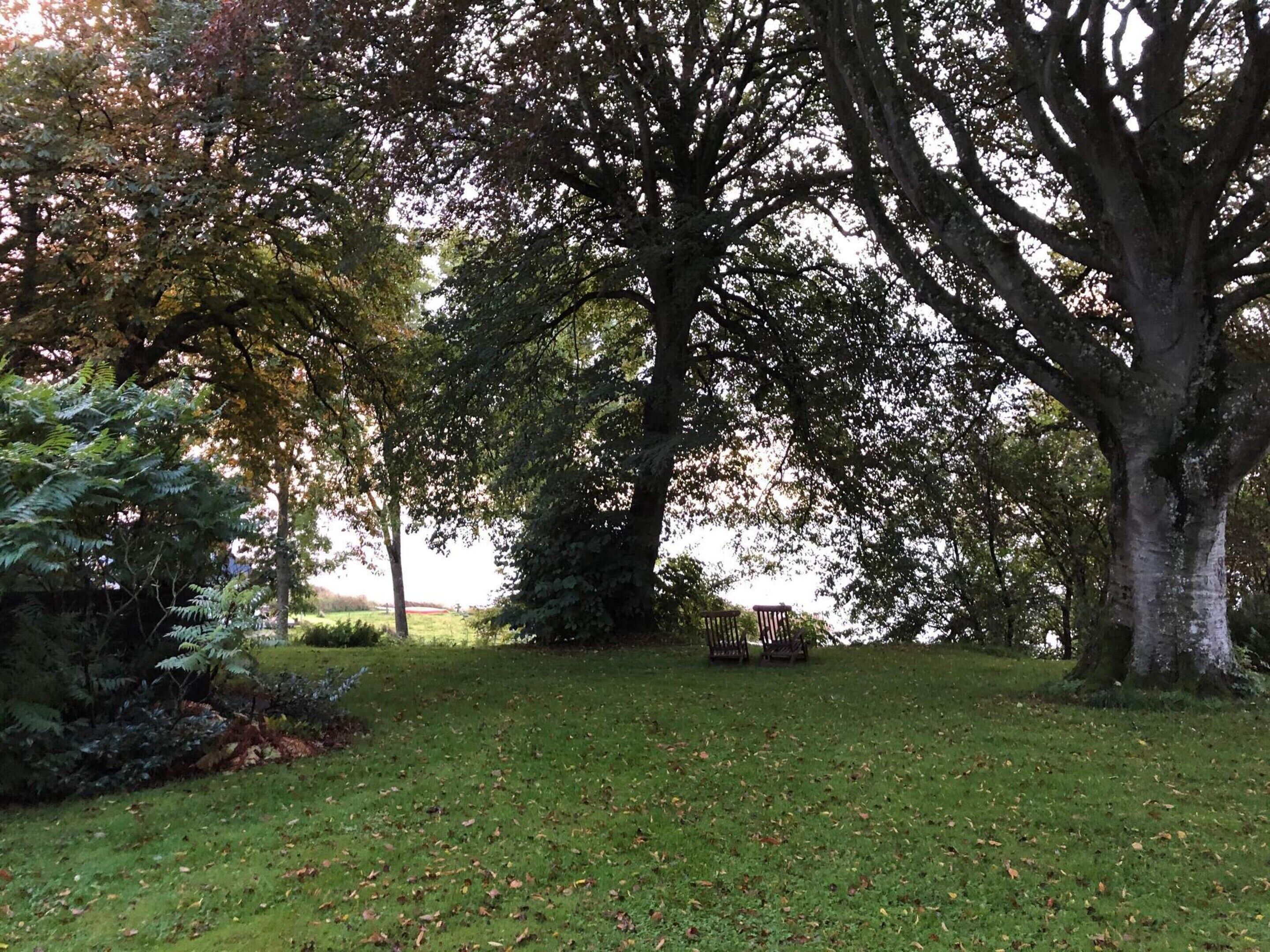 Un parque con un árbol grande, un banco y una zona cubierta de césped.