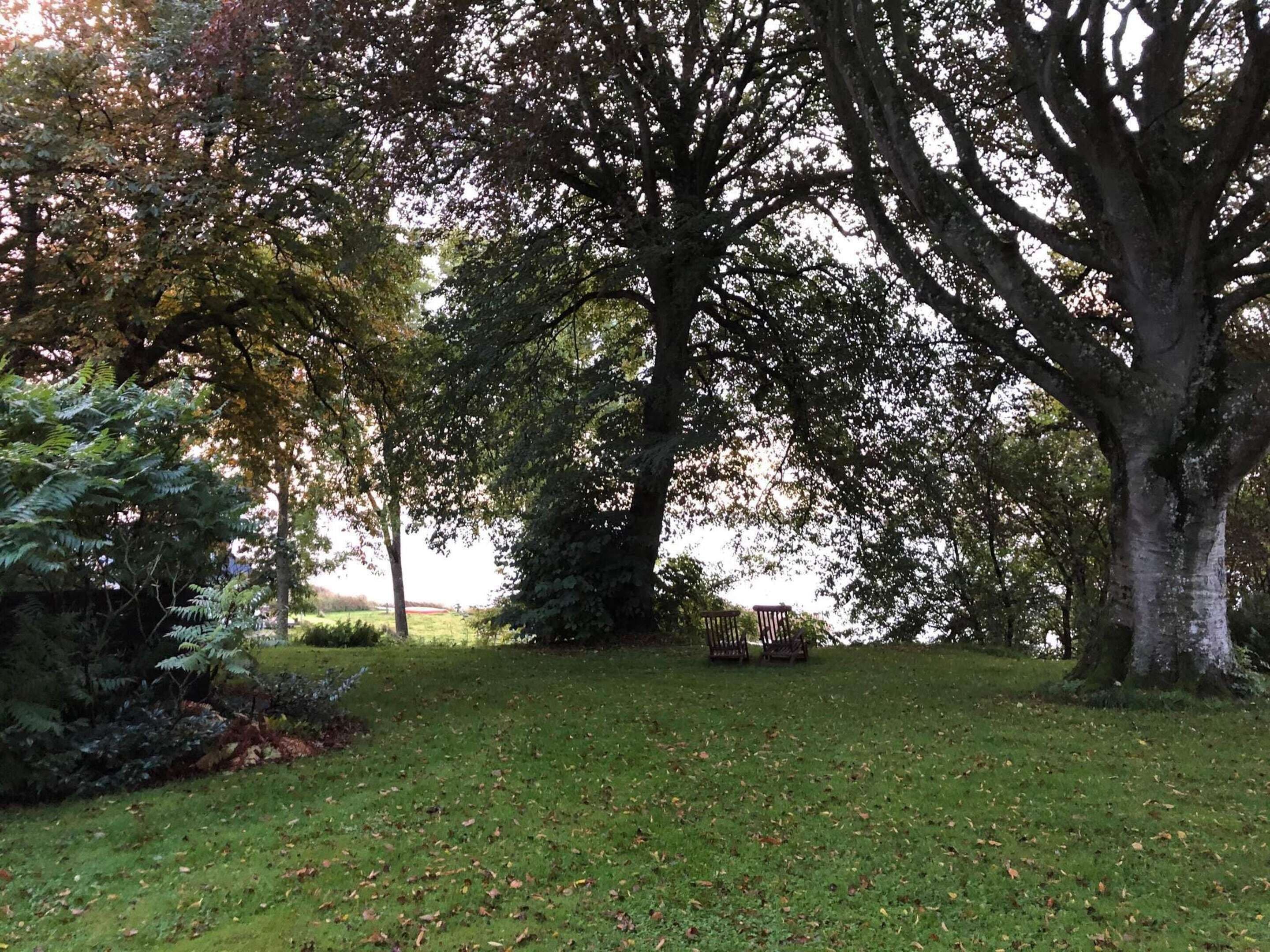 Un espace herbeux avec un grand arbre et un banc.