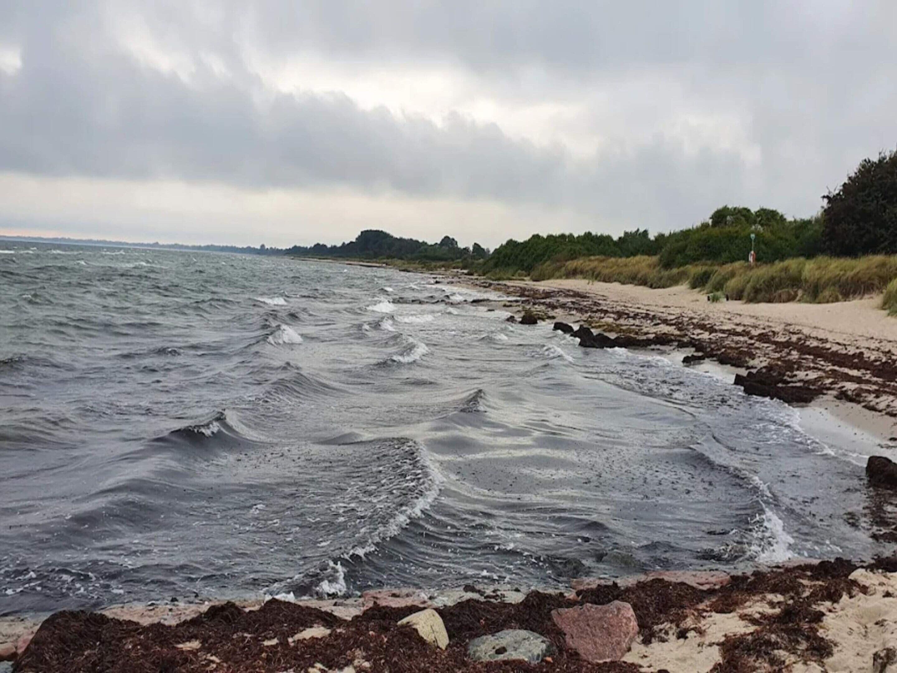 A beach with waves, a sandy shore, and a forested area in the background.