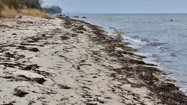 Une plage avec un rivage sablonneux et des algues.