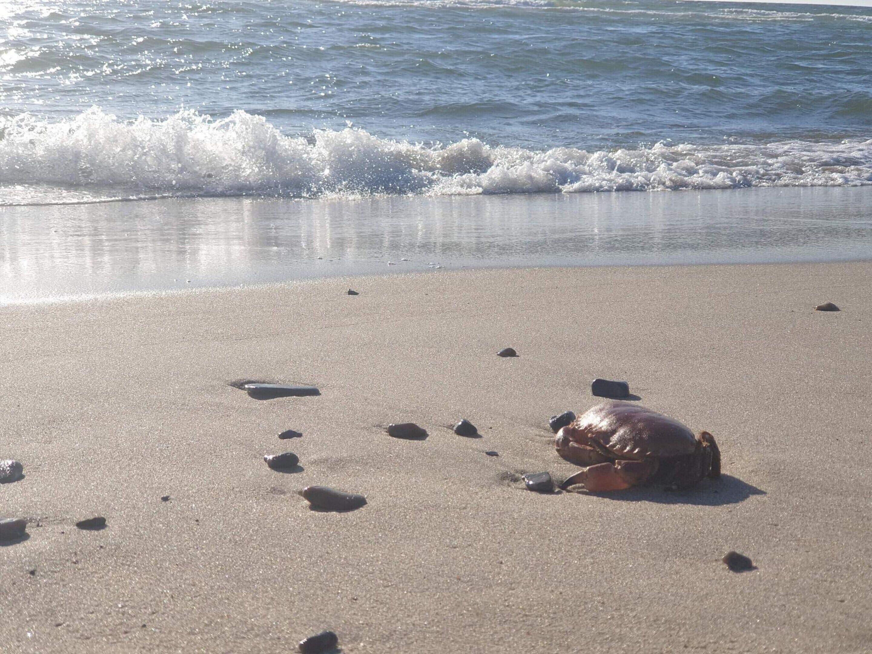Une plage de sable parsemée de rochers, avec une grande tortue sur le sable.