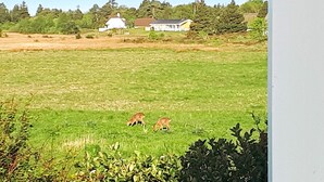 A rural landscape with a field, two deer, and a white house with a red roof in the background.