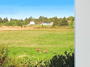 A rural landscape with a field, two deer, and a white house with a red roof in the background.