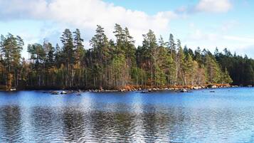 Un lago tranquilo rodeado de un bosque denso.