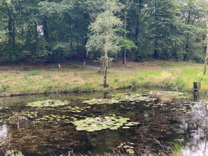 A pond with lily pads and ducks, surrounded by trees and grass. - 5 Person Holiday Home in Grindsted (Grindsted)