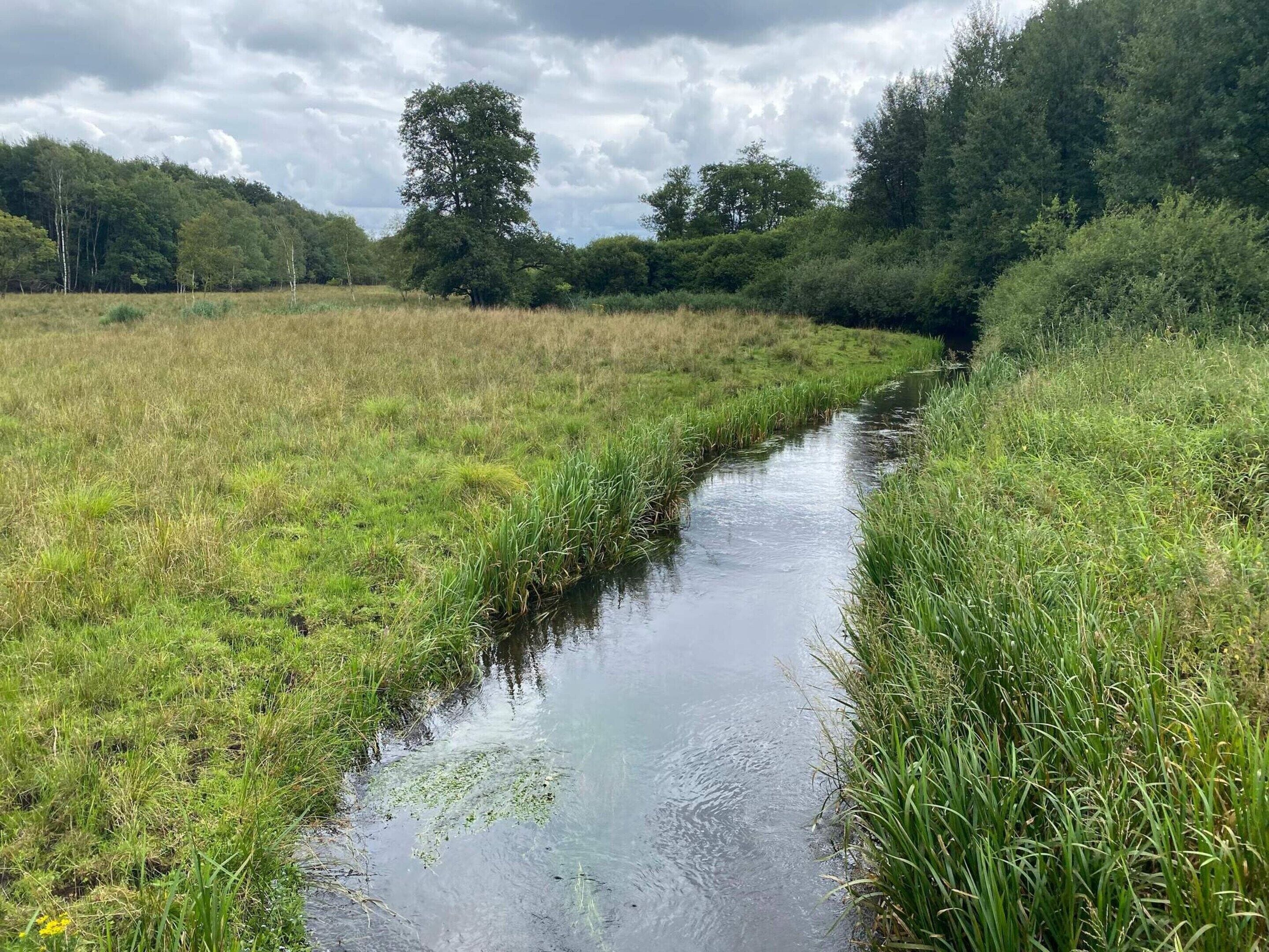 A narrow water channel with grassy banks and trees in the background.
