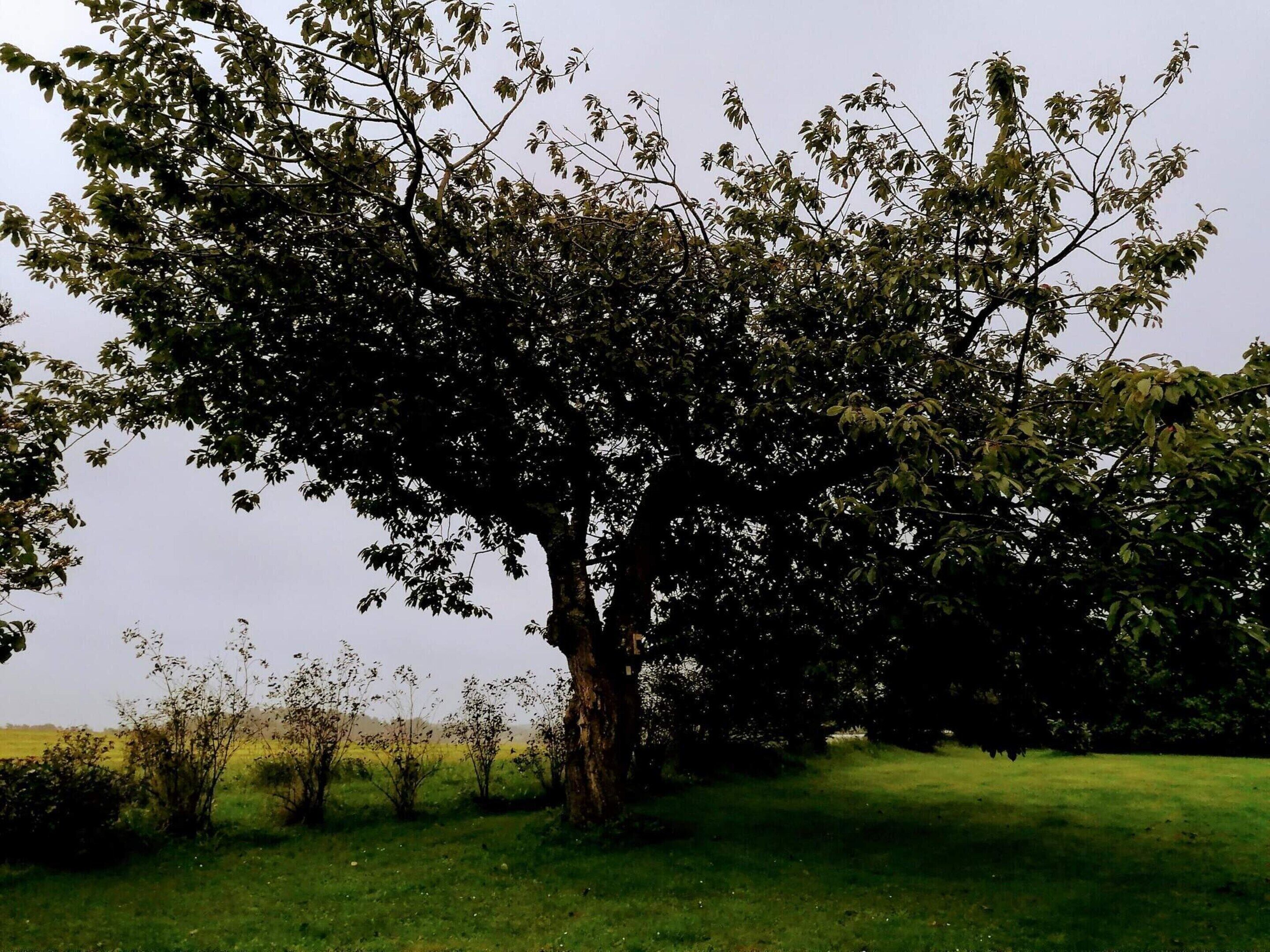 Ein großer Baum auf einer grasbewachsenen Wiese unter blauem Himmel.