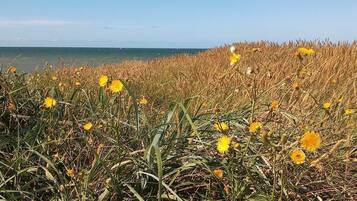 Un campo de flores amarillas con vista al océano de fondo.
