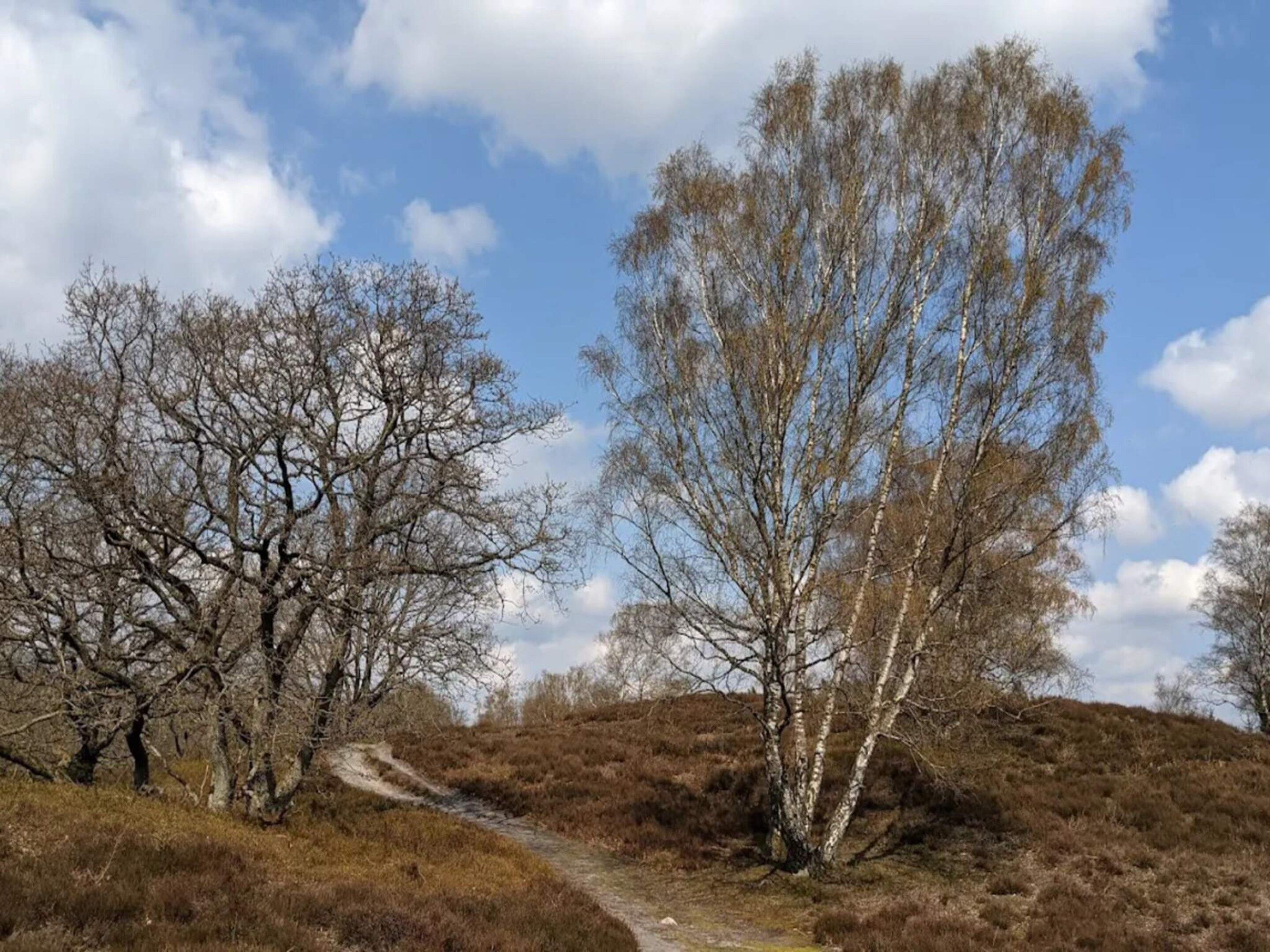 A natural landscape with a dirt path leading through a field of shrubs and trees.