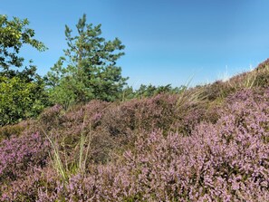 House | Miscellaneous