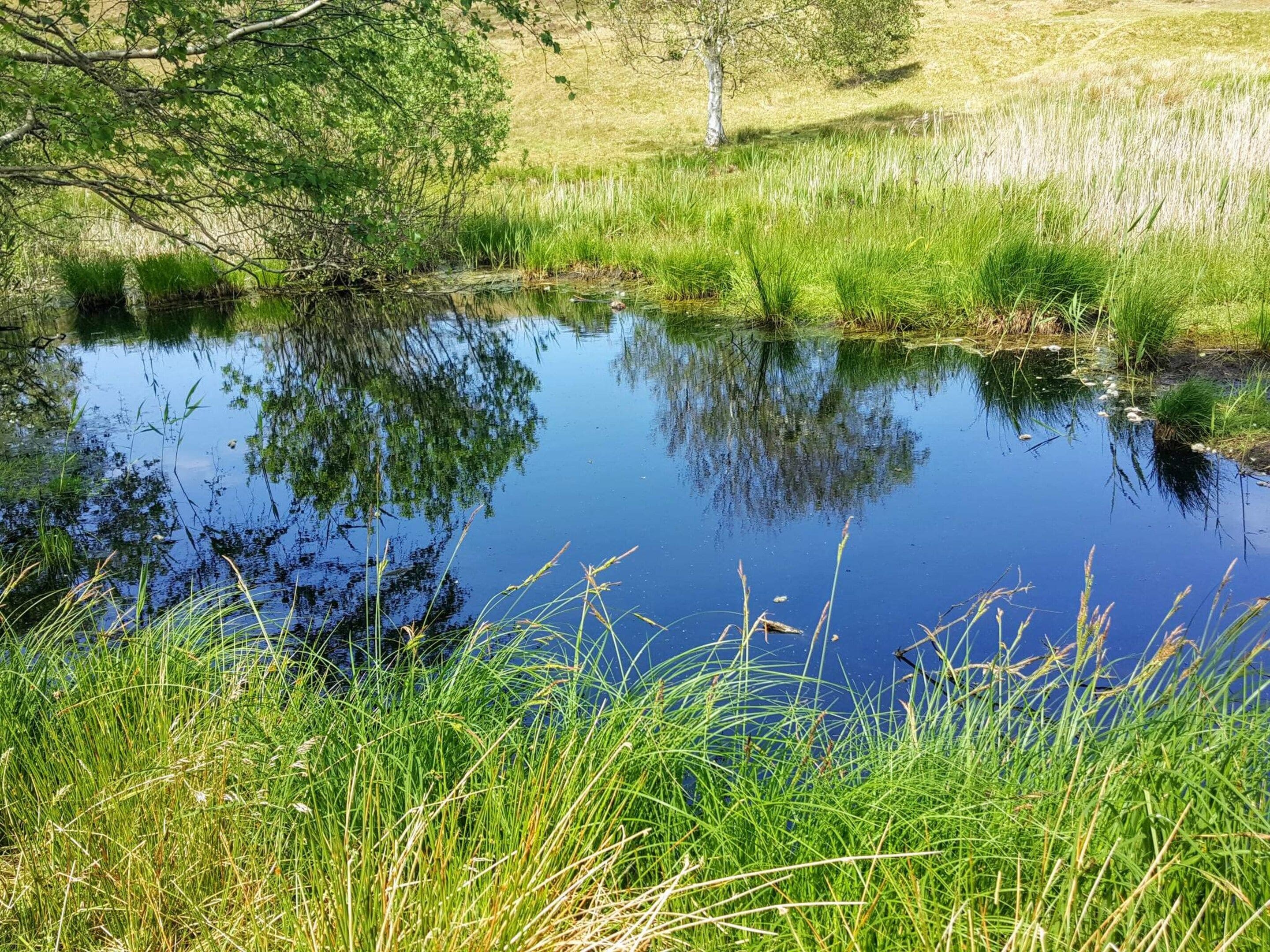 A natural landscape with a pond surrounded by grass and trees.