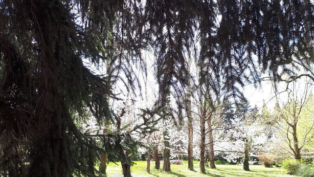 Ein Park mit Bäumen und einer Rasenfläche.