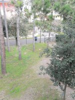 Una zona erbosa con alberi e una strada sullo sfondo.