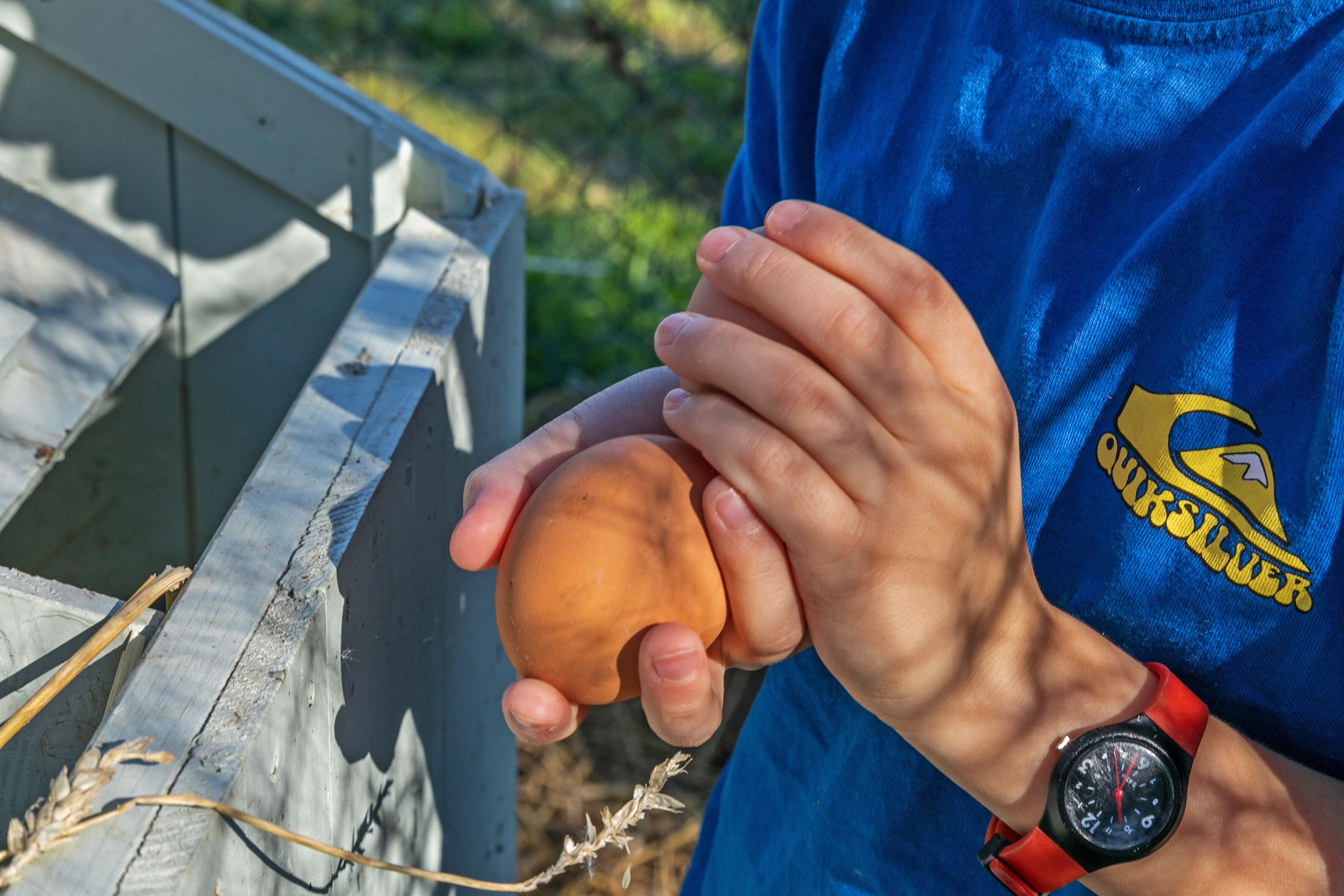 A person holding a brown object, wearing a blue shirt with a logo, and a watch.