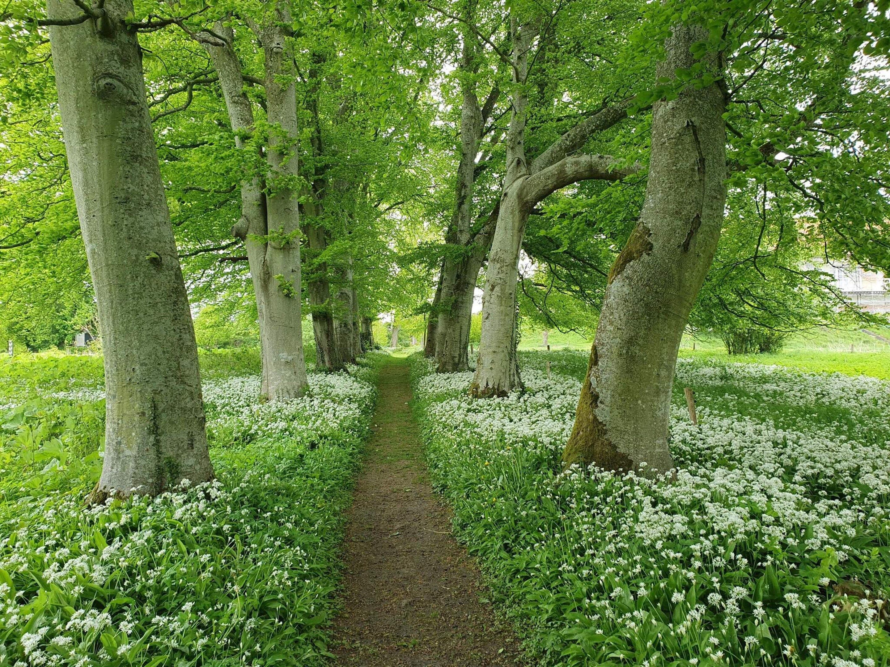 Caminho ladeado por árvores e flores brancas, que conduz a uma área verde exuberante.
