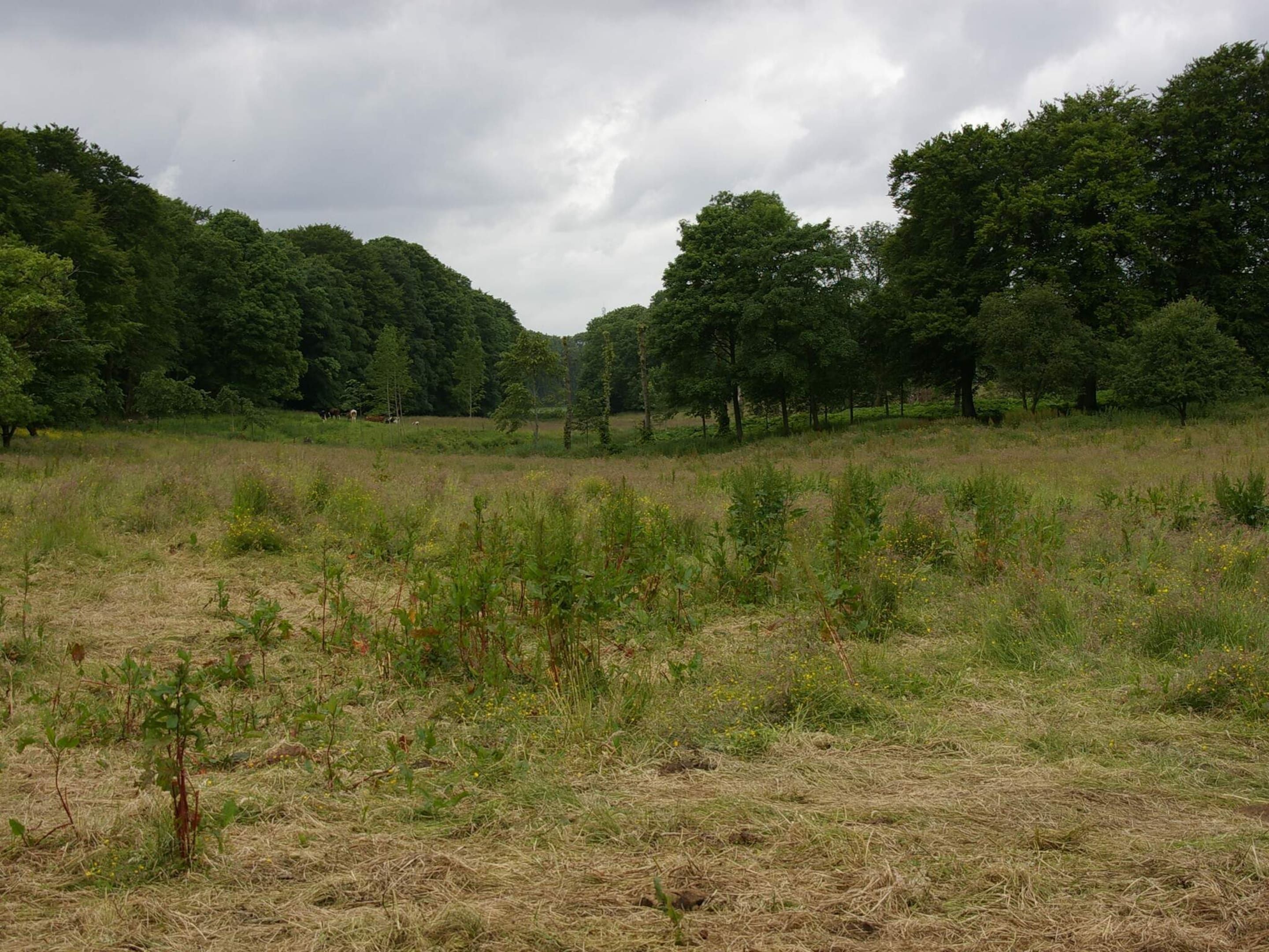 A natural landscape with a field, trees, and a cloudy sky.