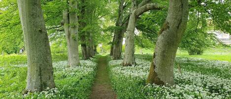 Um caminho ladeado por árvores e um campo de flores brancas.