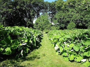 A vineyard with rows of grapevines and a grassy path. - 6 Person Holiday Home in Hojslev (Hojslev)