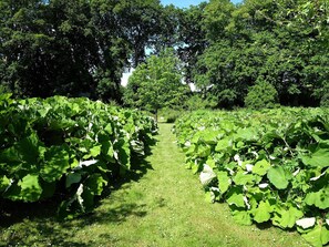 A vineyard with rows of grapevines and a grassy path. - 6 Person Holiday Home in Hojslev (Hojslev)