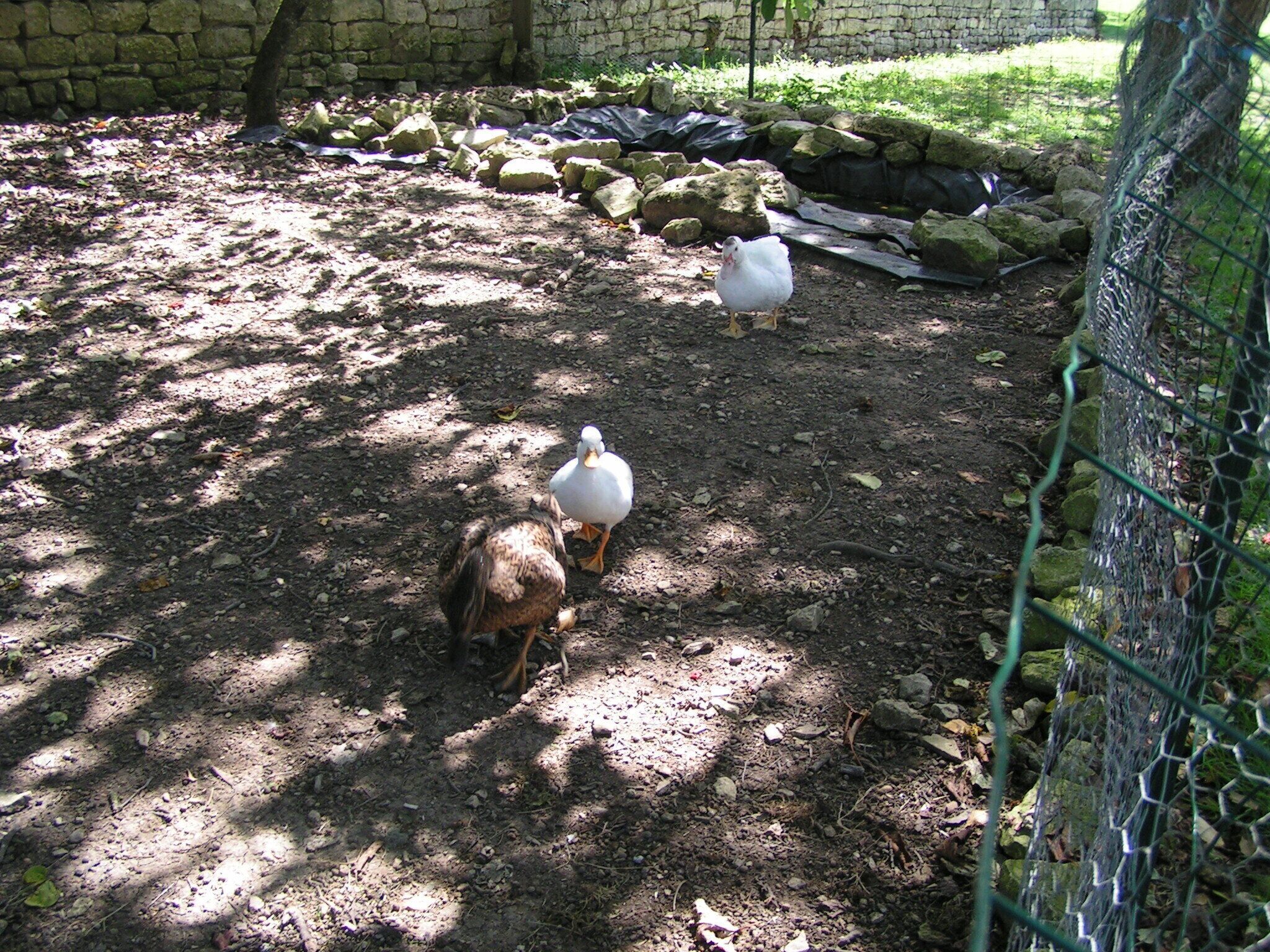 A fenced outdoor area with a dirt ground, a stone wall, and a tree.