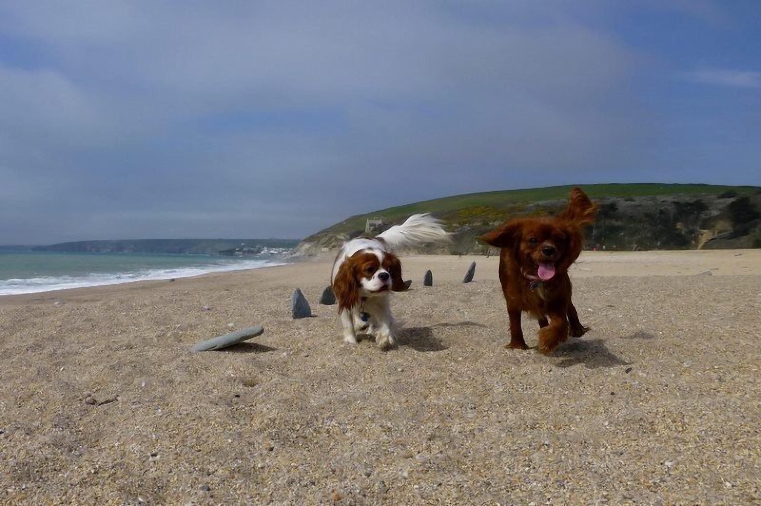 Dos perros en una playa pedregosa con vista al mar y una colina distante.