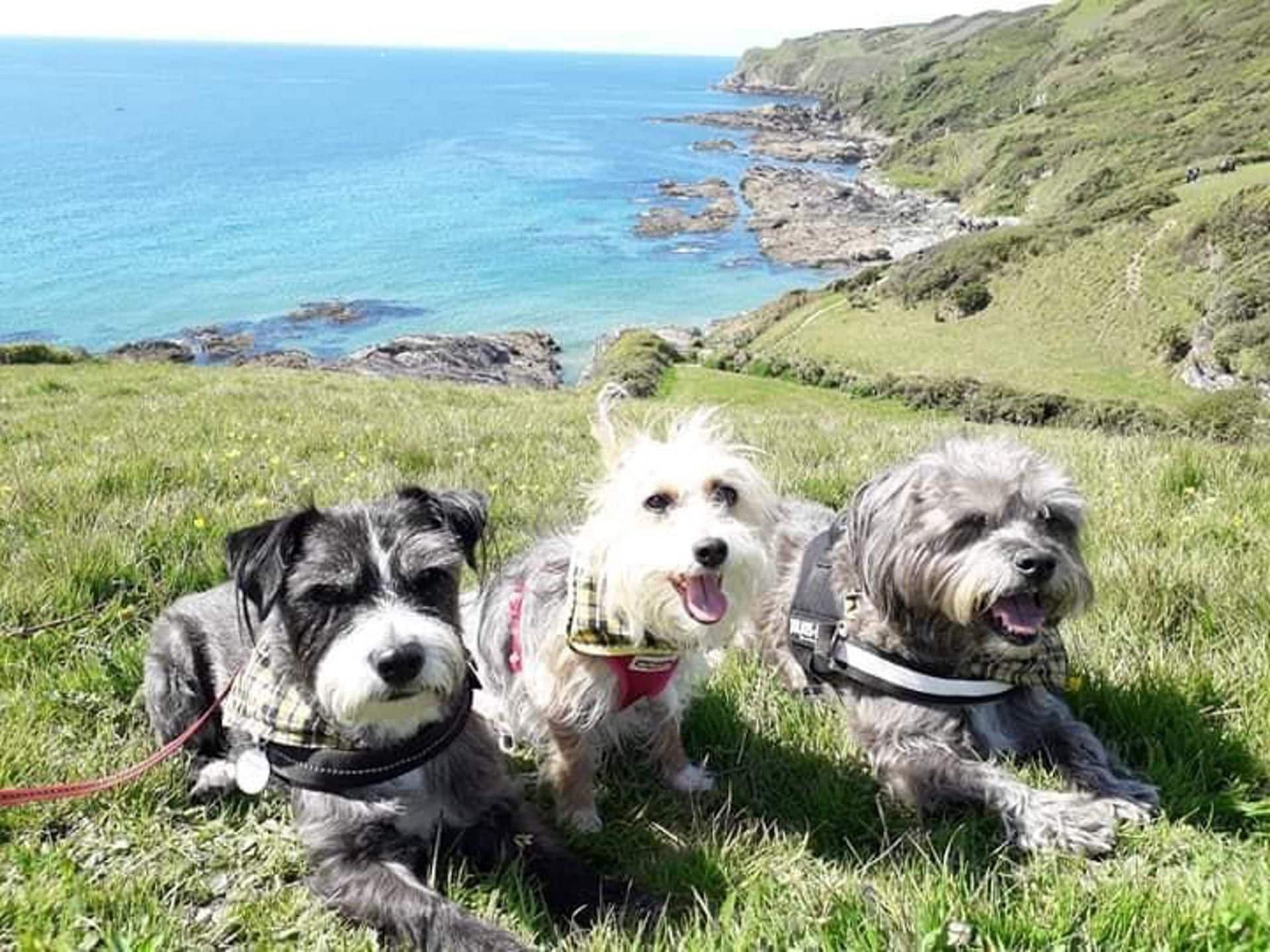 Three dogs on a grassy hill with a view of the sea.