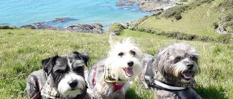 Three dogs on a grassy hill with a view of the sea.