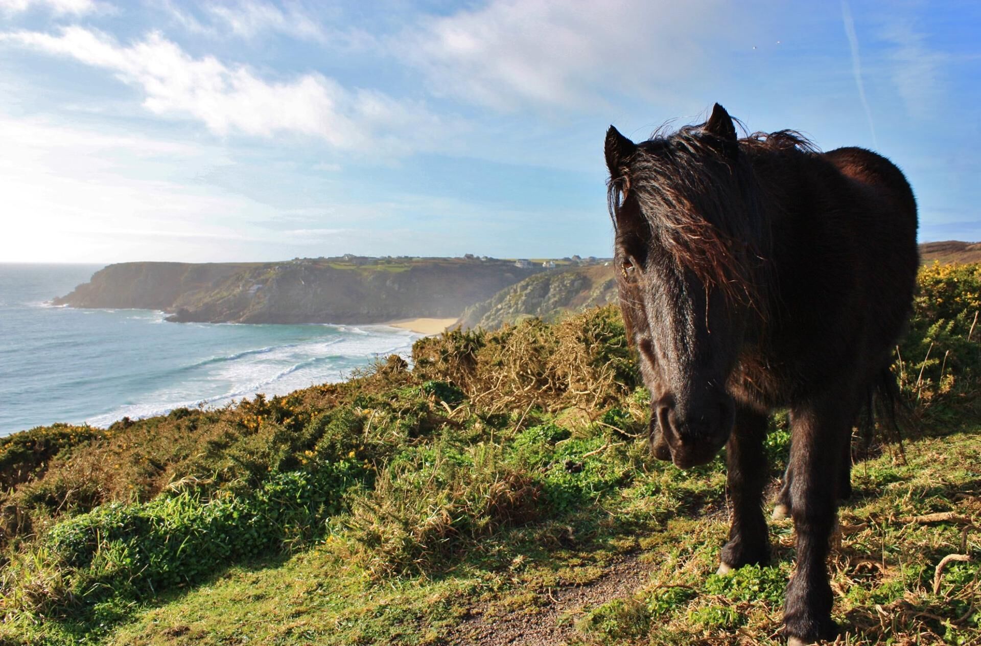 Un cheval sur une falaise herbeuse surplombant l’océan.