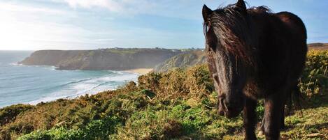 Un cheval sur une falaise herbeuse surplombant l’océan.