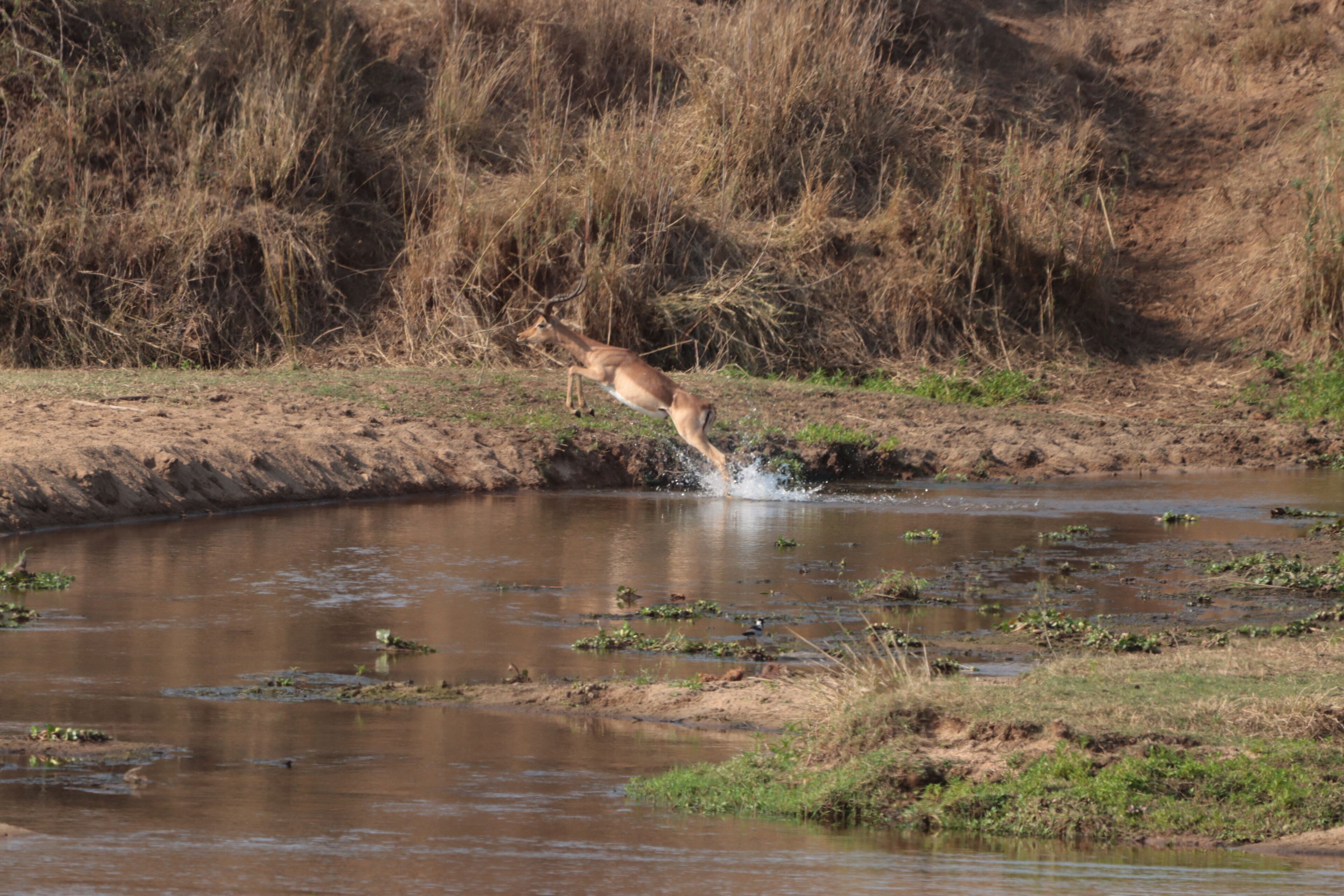 Un cerf saute dans une rivière bordée d’herbes sèches et de buissons.
