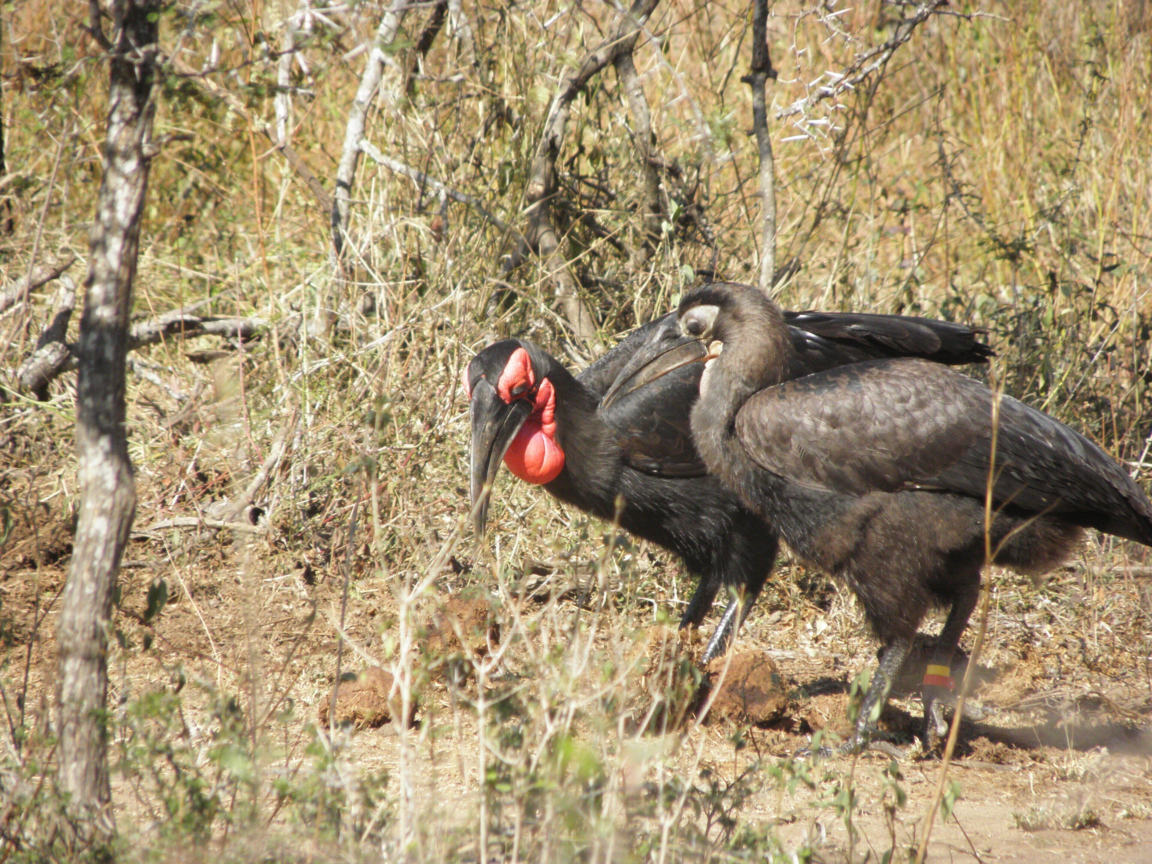 Zwei Vögel in einer natürlichen Umgebung mit trockener Vegetation und Bäumen.