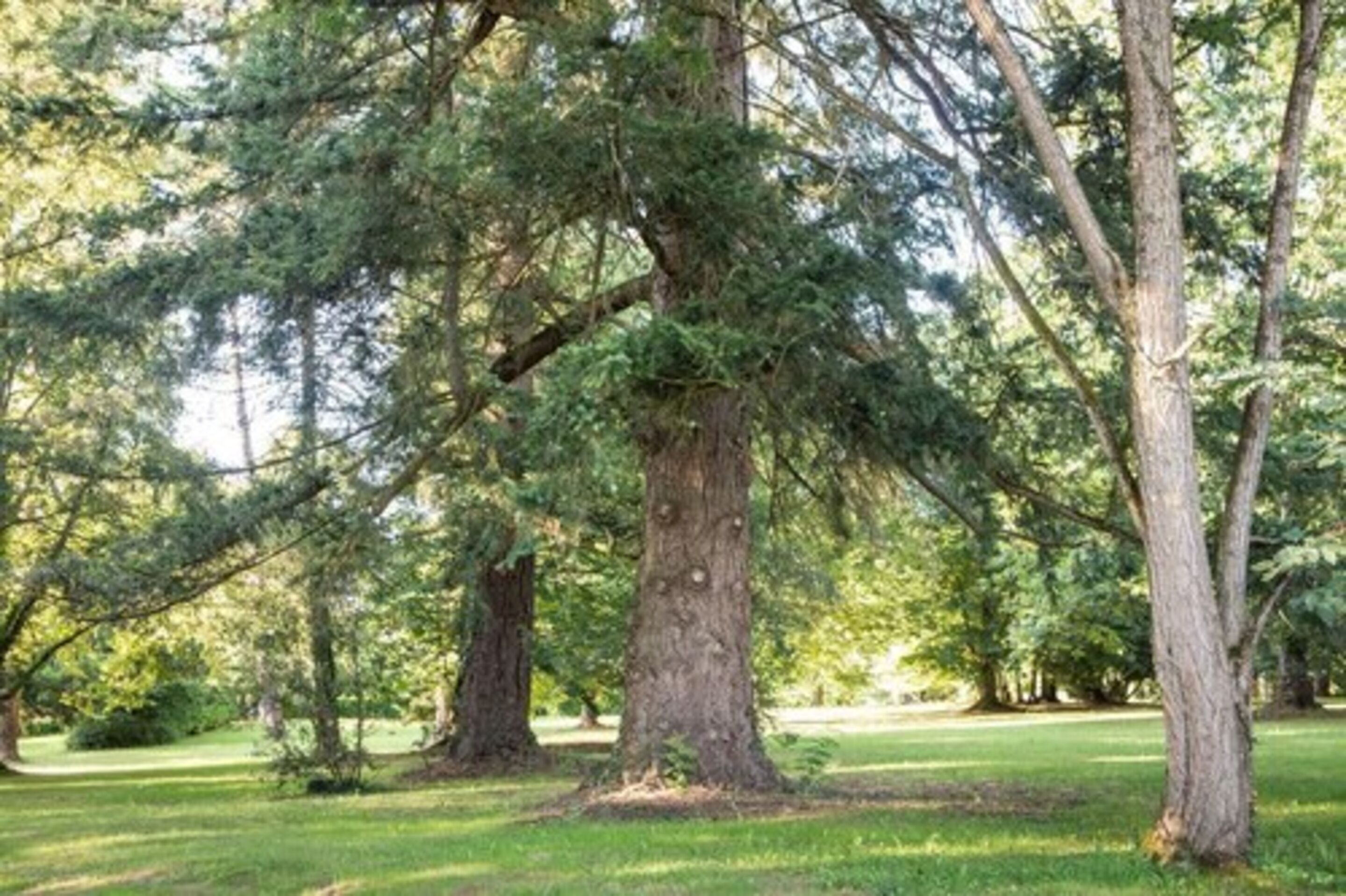 Un parc avec de grands arbres et une pelouse.