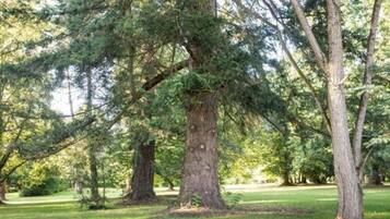 Un parc avec de grands arbres et une pelouse.