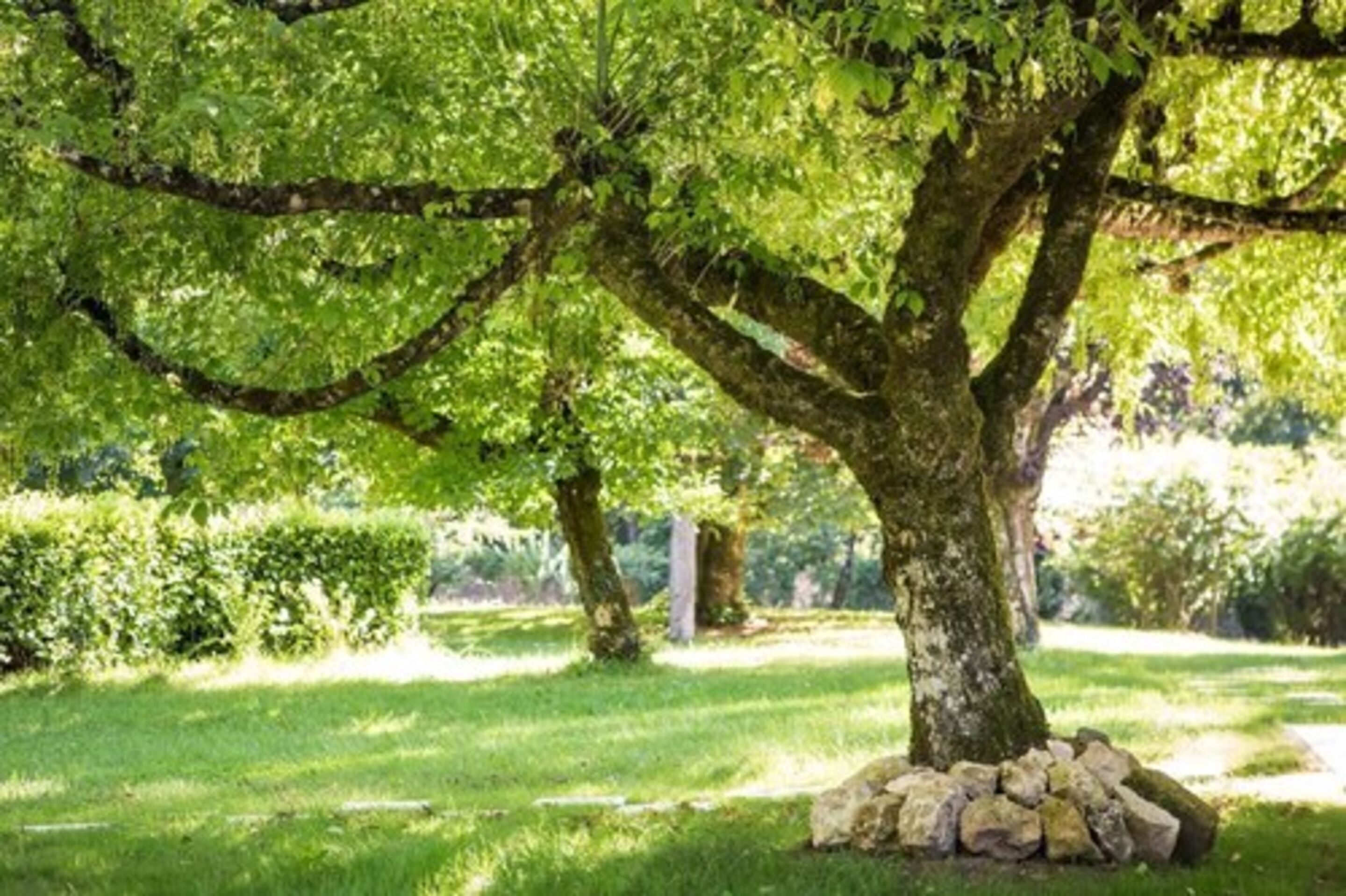 Ein Baum mit steinernen Untersetzern in einer gepflegten Grünanlage.