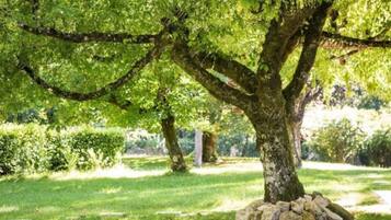 Ein Baum mit steinernen Untersetzern in einer gepflegten Grünanlage.