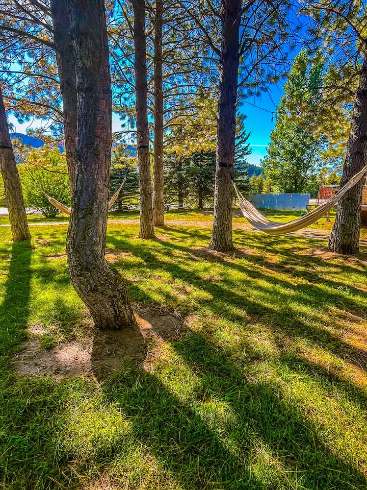 A hammock between trees in a grassy area with a clear blue sky.