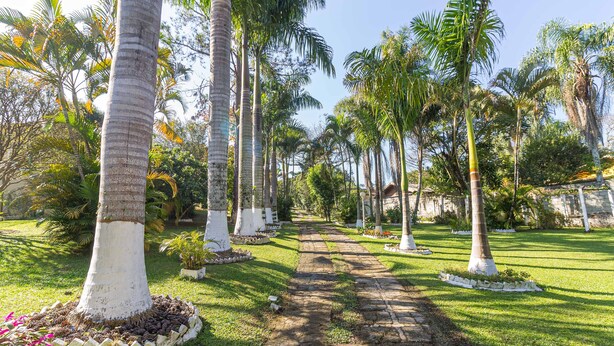 A pathway lined with palm trees and a well-maintained garden. - Chácara Master - O Melhor de Guararema (Guararema)