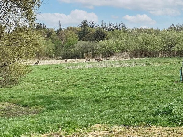 House | View from property